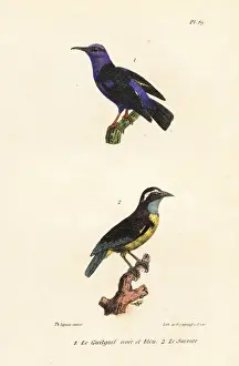 Completes Prints: Red-legged honeycreeper and bananaquit