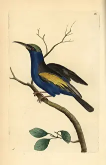 Red-legged honeycreeper, Cyanerpes cyaneus