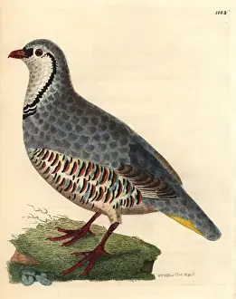 Rufa Prints: Red-legged partridge, Alectoris rufa