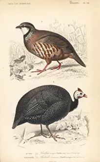 Travies Prints: Red-legged partridge, Alectoris rufa