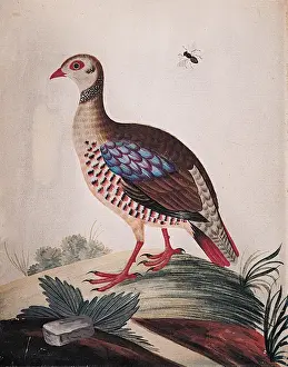 Barbary Prints: The Red-legged Partridge from Barbary