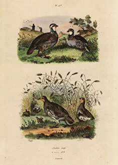 Guerin Meneville Collection: Red-legged partridge, Lectures rufa, and grey