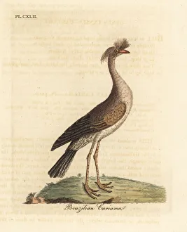 Latham Collection: Red-legged seriema or crested cariama, Cariama cristata