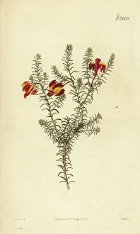 Weddell Prints: Red leschenaultia, Lechenaultia formosa