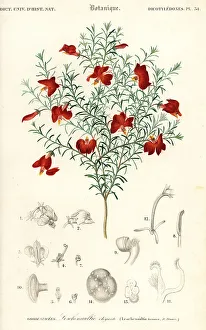 Red leschenaultia, Leschenaultia formosa