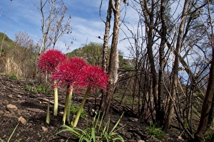 Lily Gallery: Red Lily Bulb
