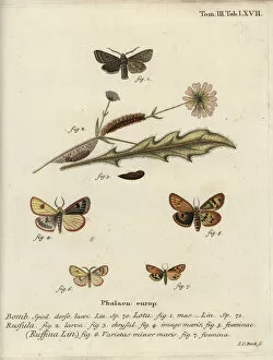 Schmetterlinge Collection: Red-line quaker, clouded buff and flounced chestnut