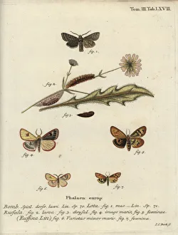 Christoph Collection: Red-line quaker, clouded buff and flounced chestnut