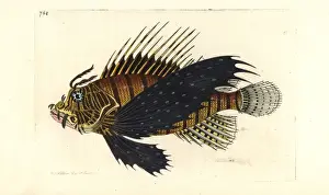 Red lionfish, Pterois volitans