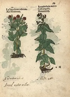 Maior Prints: Red loosestrife, Lysimachium rubeum, and figwort