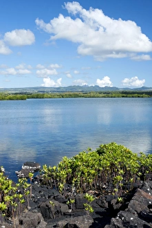 Images Dated 1st July 2011: Red mangrove Loop-root mangrove Asiatic mangrove