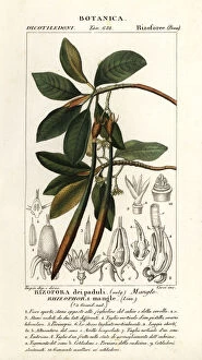 Jussieu Collection: Red mangrove, Rhozophora mangle