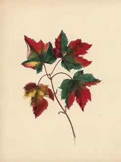 Acer Prints: Red maple leaves in autumn, Acer rubrum