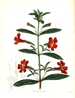 Red monkey flower or scarlet mimulus, Mimulus puniceus