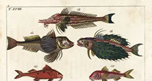 Gottlieb Prints: Red mullet, spotted goatfish and gurnards