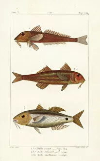 Germain Gallery: Red mullet, striped red mullet and Red Sea goatfish