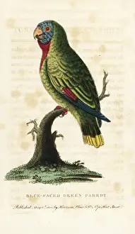 Red-necked amazon, Amazona arausiaca