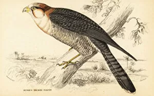Images Dated 11th April 2020: Red-necked falcon, Falco chicquera ruficollis