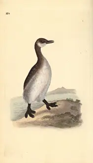 Edwarddonovan Prints: Red-necked grebe (female), Podiceps grisegena