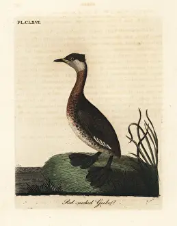 Red-necked grebe, Podiceps grisegena