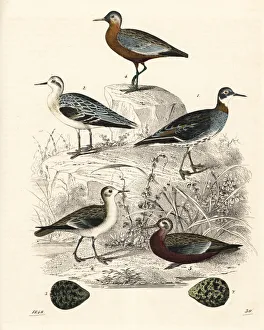 Red-necked phalarope and grey phalarope Red-necked phalarope and grey phalarope