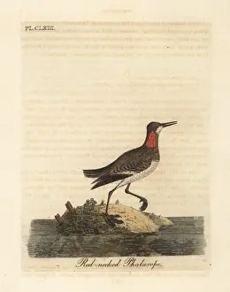 Red necked phalarope, Phalaropus lobatus