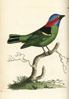 Tanagra Prints: Red-necked tanager, Tangara cyanocephala