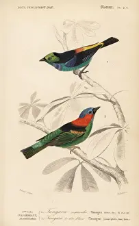 Red-necked tanager, Tangara cyanocephala