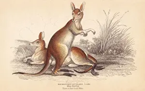 Wallaby Prints: Red-necked wallaby, Macropus rufogriseus