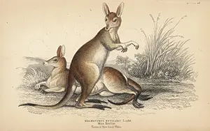 Red-necked wallaby, Macropus rufogriseus