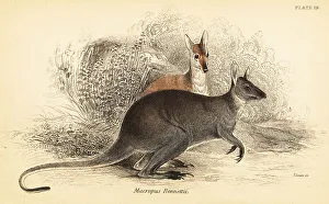 Marsupiata Prints: Red-necked wallaby, Macropus rufogriseus