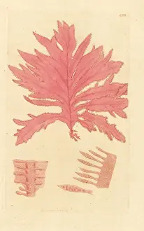 Seaweed Prints: Red oak-leaved fucus, Phycodrys rubens