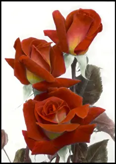 Three red-orange roses