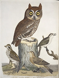 Red owl, warbling flycatcher, purple finch, brown lark