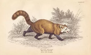 Ailurus Collection: Red panda, Ailurus fulgens
