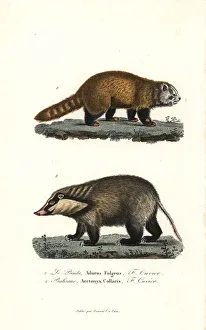 Ailurus Collection: Red panda (endangered) and hog badger