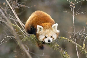 Ailurus Collection: Red Panda / Lesser Panda / Red Cat-bear