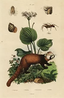 Ailurus Collection: Red panda, northern Christmas lily, river snail and spider