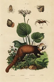 Ailurus Collection: Red panda, northern Christmas lily, river snail and spider