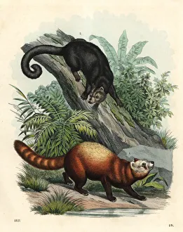 Ailurus Collection: Red panda and palawan bearcat