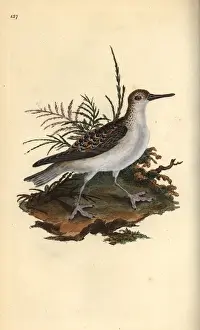 Red phalarope, Phalaropus fulicarius