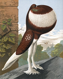 Features Gallery: Red-Pied Pouter Cock Pigeon