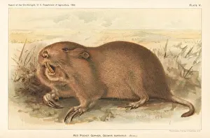 Report Prints: Red or plains pocket gopher, Geomys bursarius