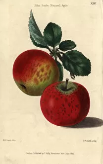 Domestica Collection: Red ripe fruit and leaves of Kirkes Scarlet
