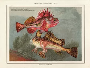 Images Dated 23rd July 2019: Red rock cod and red handfish
