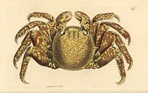 Red rock crab, Cancer grapsus