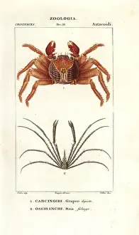 Red rock crab, Grapsus grapsus, and spider