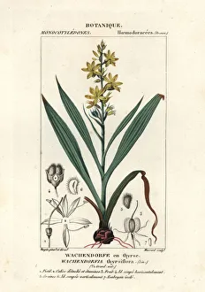Red root, Wachendorfia thyrsiflora Red root, Wachendorfia thyrsiflora