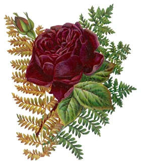 Flowers and Plants Gallery: Red Rose and Ferns