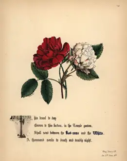 Giraud Prints: Red-rose and White rose (King Henry VI)
